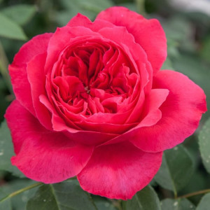 RUBAN ROUGE® / ELBJUWEL® Meiprehmyr